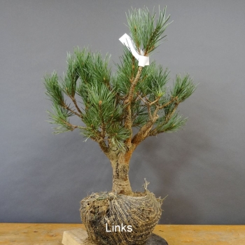 Pinus sylvestris Silberkiefer